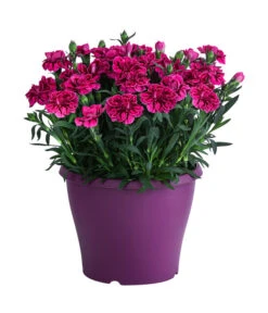 Garten-Nelke, Zweifarbig, Verschiedene Sorten -Biohort || LECHUZA Verkaufsgeschäft 8050643 WE FS 003 NelkeDianthusT19