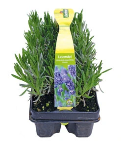 Duftlavendel, 6er-Schale -Biohort || LECHUZA Verkaufsgeschäft 8072605 PR FS 001 Lavandula6erPackAllgreen