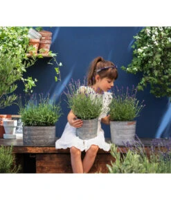 Duftlavendel, 6er-Schale -Biohort || LECHUZA Verkaufsgeschäft 8092108 WE MO 03 LavendelT13 GC14 2020 02