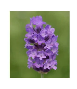 Lavendel 'No. 9' 10 Lavendel 'No. 9' -Biohort || LECHUZA Verkaufsgeschäft 8094070 PR DE 001 DownderryNo9Helix