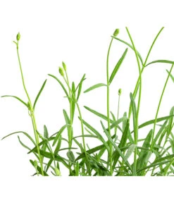 Lavendel 'No. 9' 11 Lavendel 'No. 9' -Biohort || LECHUZA Verkaufsgeschäft 8094070 WE DE 001 LavandulaAngustifoliaNO9LavendelT13