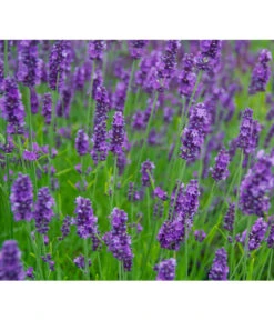 Lavendel 'Olympia' -Biohort || LECHUZA Verkaufsgeschäft 8094096 PR MO 001 DownderryOlympiaHelix