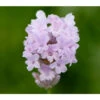 Lavendel 'Little Lottie' -Biohort || LECHUZA Verkaufsgeschäft 8094469 PR DE 001 DownderryLittleLottieHelixOnline