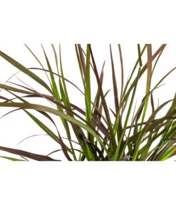 Rotes Lampenputzergras 'Summer Samba' 5 Rotes Lampenputzergras 'Summer Samba' -Biohort || LECHUZA Verkaufsgeschäft 8095903 WE DE 001 LampenputzergrasSummerSambaT14