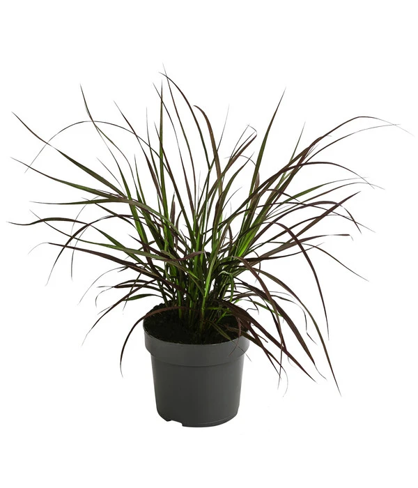 Rotes Lampenputzergras 'Summer Samba' 3 Rotes Lampenputzergras 'Summer Samba'