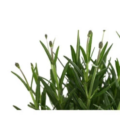 Lavendel 'Royal Blue' 11 Lavendel 'Royal Blue' -Biohort || LECHUZA Verkaufsgeschäft 8097545 WE DE 001 LavendelRoyalBlue1L