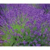Lavendel 'Royal Blue' -Biohort || LECHUZA Verkaufsgeschäft 8097545 WE MO 010 8092108LavandulaLavendelBlau