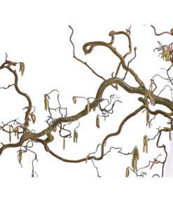 Korkenzieher-Hasel 'Contorta' -Biohort || LECHUZA Verkaufsgeschäft 8149080 WE DE 001 KorkenzieherhaselBio100 120cmDehnerExpressHerzig