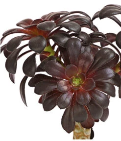 Schwarzkopf - Aeonium Arboreum Var. Nigrum, Im Tonkrug -Biohort || LECHUZA Verkaufsgeschäft 8200784 PR DE 001 AeoniumNigrumT9DehnerHerzig