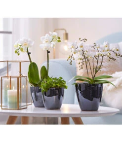 Schmetterlingsorchidee - Phalaenopsis Cultivars 'Wildflower' -Biohort || LECHUZA Verkaufsgeschäft 8207482 8295297 PR MO 001 Orchideen01BL20