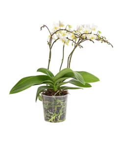 Schmetterlingsorchidee - Phalaenopsis Cultivars 'Wildflower'