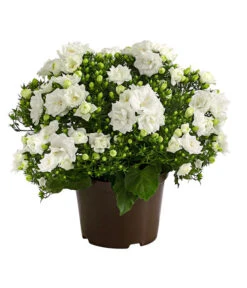 Glockenblume - Campanula Haylodgensis 'White Like Mee®'