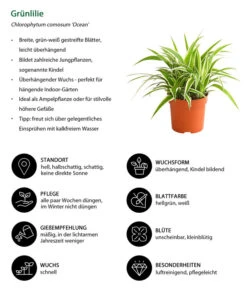 Grünlilie - Chlorophytum Comosum 'Ocean' 10 Grünlilie - Chlorophytum Comosum 'Ocean' -Biohort || LECHUZA Verkaufsgeschäft 8215329 WE IG 001 GruenlilieChlorophytumOceanT10DehnerExpressHerzig
