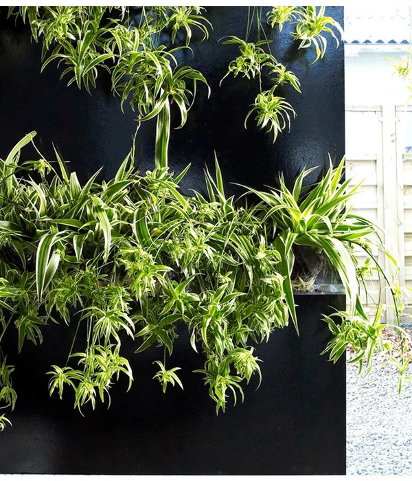 Grünlilie - Chlorophytum Comosum 'Ocean' 4 Grünlilie - Chlorophytum Comosum 'Ocean' – Bild 2