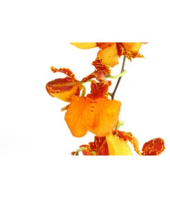 Oncidium-Orchidee - Oncidium Zappi -Biohort || LECHUZA Verkaufsgeschäft 8215451 PR DE 001 OncidiumZappiDehnerExpressHerzig