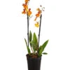 Oncidium-Orchidee - Oncidium Zappi -Biohort || LECHUZA Verkaufsgeschäft 8215451 PR FS 001 OncidiumZappiDehnerExpressHerzig