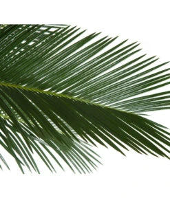Sagopalmfarn - Cycas Revoluta -Biohort || LECHUZA Verkaufsgeschäft 8216236 BildD 001 PalmfarnCycasRevoluta45