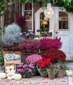 Liebeslocke - Juncis Effusus -Biohort || LECHUZA Verkaufsgeschäft 8217481 WE MO 001 AlpenveilchenRot Herbststory