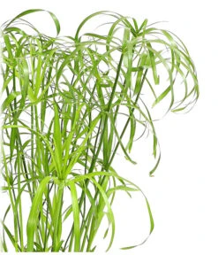 Zypergras - Cyperus Alternifolius -Biohort || LECHUZA Verkaufsgeschäft 8218224 WE DE 001 ZyperngrasCyperusAlternifoliusT14DehnerExpressHerzig