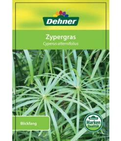 Zypergras - Cyperus Alternifolius -Biohort || LECHUZA Verkaufsgeschäft 8218224 Zypergras Etikett 1