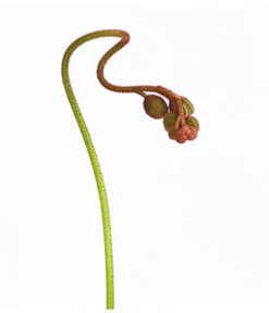 Sonnentau - Drosera Aliciae -Biohort || LECHUZA Verkaufsgeschäft 8222960 WE DE 001 DroseraAliciaeT9DehnerExpressHerzig