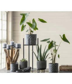 Echeverie - Echeveria Agavoides -Biohort || LECHUZA Verkaufsgeschäft 8223521 WE MO 001 AlocasiaZebrina2021GC03