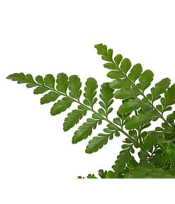 Streifenfarn - Asplenium Dimorphum 'Parvati' -Biohort || LECHUZA Verkaufsgeschäft 8224198 PR DE 001 AspleniumParvatiT12DehnerExpressHerzig