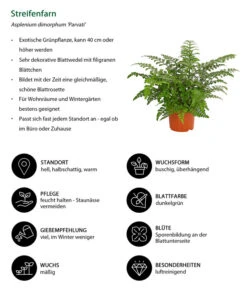Streifenfarn - Asplenium Dimorphum 'Parvati' -Biohort || LECHUZA Verkaufsgeschäft 8224198 WE IG 001 AspleniumParvatiT12DehnerExpressHerzig