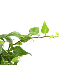 Efeu - Hedera Helix, Grünlaubig -Biohort || LECHUZA Verkaufsgeschäft 8224248 WE DE 001 EfeuGruenT9DehnerExpressHerzig