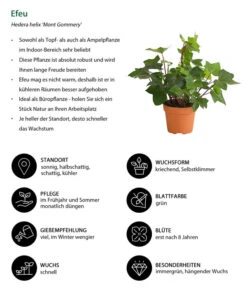 Efeu - Hedera Helix 'Mont Gommery' -Biohort || LECHUZA Verkaufsgeschäft 8224404 WE IG 001 EfeuHederaHelixMontGommeryT13DehnerExpressHerzig