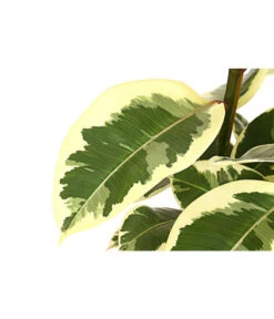 Gummibaum - Ficus Elastica, Verschiedene Sorten -Biohort || LECHUZA Verkaufsgeschäft 8228603 PR DE 001 FicusElastica3erTuffT27panaschiertDehnerExpressHerzig