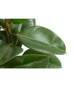 Gummibaum - Ficus Elastica, Verschiedene Sorten -Biohort || LECHUZA Verkaufsgeschäft 8228603 PR DE 002 FicusElastica3erTuffT27gruenDehnerExpressHerzig