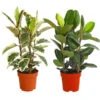 Gummibaum - Ficus Elastica, Verschiedene Sorten 1 Gummibaum - Ficus Elastica, Verschiedene Sorten -Biohort || LECHUZA Verkaufsgeschäft 8228603 PR FS 001 FicusElasticaMix3erTuffT27