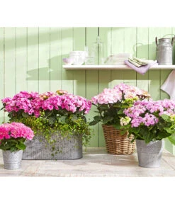 Hortensie 'Schloss Zuschendorf' -Biohort || LECHUZA Verkaufsgeschäft 8233801 8233918 8695884 8236705 WE MO 001 HortensienRosa HortensieYouandMe HortensieSchlossZuschendorf