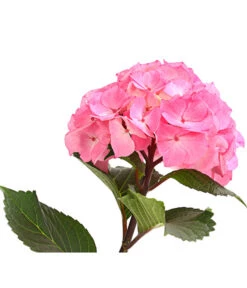 Hortensie 'Schloss Zuschendorf' -Biohort || LECHUZA Verkaufsgeschäft 8236705 WE DE 001 HortensieHydrangeaMacrophyllaSchlossZuschendorfT14OWDehnerExpressHerzig