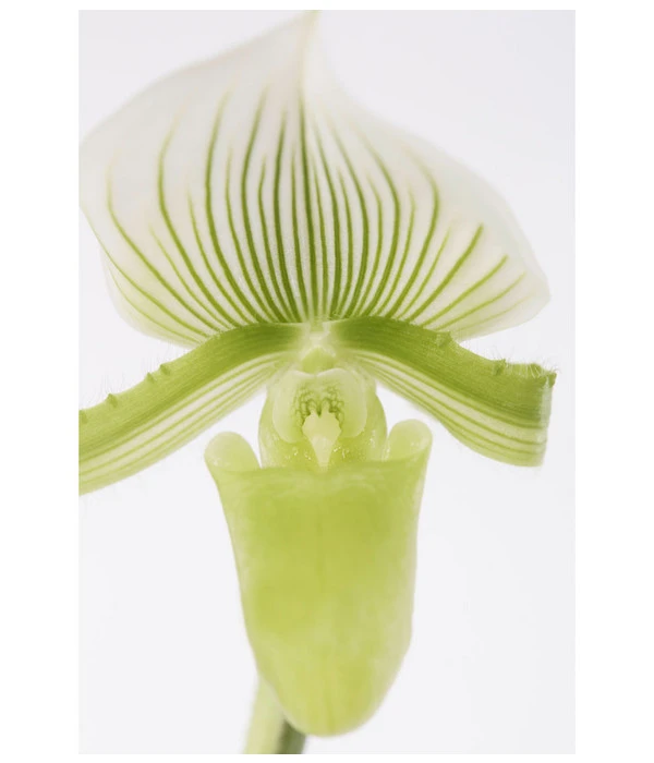 Frauenschuh - Paphiopedilum 'Maudiae' 4 Frauenschuh - Paphiopedilum 'Maudiae' – Bild 2
