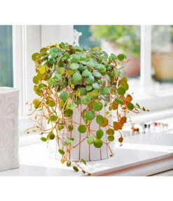 Peperomie - Peperomia 'Pepperspot' 7 Peperomie - Peperomia 'Pepperspot' -Biohort || LECHUZA Verkaufsgeschäft 8252173 BildFS 001 PeperomieZwergpfefferPepperspotPeperomiaPepperspot
