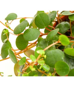 Peperomie - Peperomia 'Pepperspot' 9 Peperomie - Peperomia 'Pepperspot' -Biohort || LECHUZA Verkaufsgeschäft 8252173 PR DE 001 PeperomiaZwergpfefferPepperspotDehnerExpressHerzig