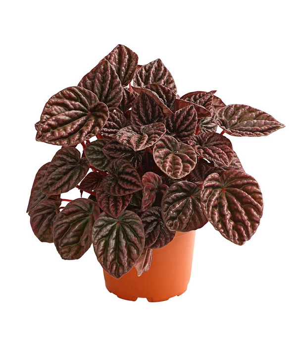 Peperomie - Peperomia Caperata 'Red' 3 Peperomie - Peperomia Caperata 'Red'