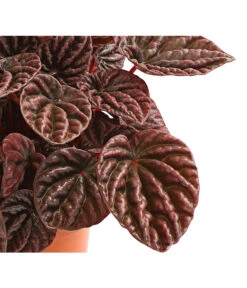 Peperomie - Peperomia Caperata 'Red' 7 Peperomie - Peperomia Caperata 'Red' -Biohort || LECHUZA Verkaufsgeschäft 8252280 WE DE 001 ZwergpfefferPeperomiaCaperataLilianRedT12DehnerExpressHerzig