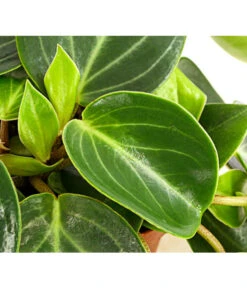 Peperomie - Peperomia Maculosa 5 Peperomie - Peperomia Maculosa -Biohort || LECHUZA Verkaufsgeschäft 8252413 PR DE 001 PeperomiaMaculosaZwergpfefferT12DehnerExpressHerzig