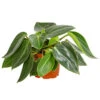 Peperomie - Peperomia Maculosa 1 Peperomie - Peperomia Maculosa -Biohort || LECHUZA Verkaufsgeschäft 8252413 PR FS 001 PeperomiaMaculosaZwergpfefferT12DehnerExpressHerzig