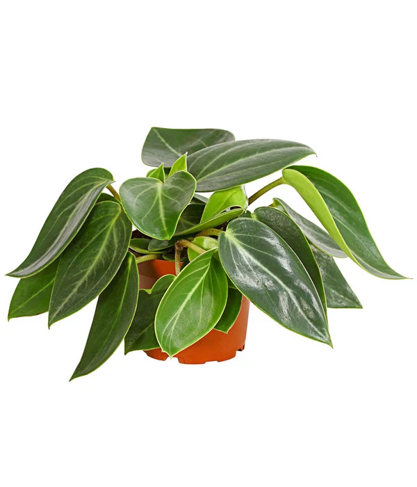 Peperomie - Peperomia Maculosa 3 Peperomie - Peperomia Maculosa