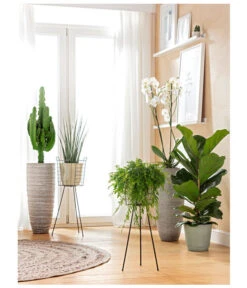 Schmetterlingsorchidee - Phalaenopsis Cultivars, Großblütig 9 Schmetterlingsorchidee - Phalaenopsis Cultivars, Großblütig -Biohort || LECHUZA Verkaufsgeschäft 8253023 BodentiefeFensterHungerSimmeth