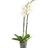 Schmetterlingsorchidee - Phalaenopsis Cultivars, Großblütig -Biohort || LECHUZA Verkaufsgeschäft 8253023 PR FS 001 SchmetterlingsorchideePhalaenopsisGrossbluetigWeissT15DehnerExpressHerzig