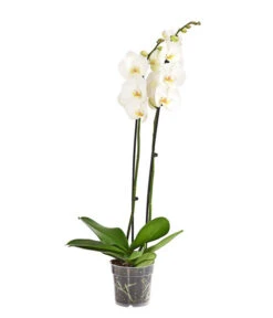 Schmetterlingsorchidee - Phalaenopsis Cultivars, Großblütig