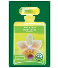 Duft-Orchidee - Phalaenopsis-Hybride 'Flacon Solaire' 12 Duft-Orchidee - Phalaenopsis-Hybride 'Flacon Solaire' -Biohort || LECHUZA Verkaufsgeschäft 8257909 Etikett1PhalaenopsisFlaconSolaire 02072018