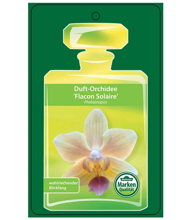 Duft-Orchidee - Phalaenopsis-Hybride 'Flacon Solaire' 7 Duft-Orchidee - Phalaenopsis-Hybride 'Flacon Solaire' – Bild 5