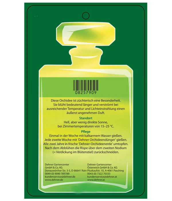 Duft-Orchidee - Phalaenopsis-Hybride 'Flacon Solaire' 8 Duft-Orchidee - Phalaenopsis-Hybride 'Flacon Solaire' – Bild 6