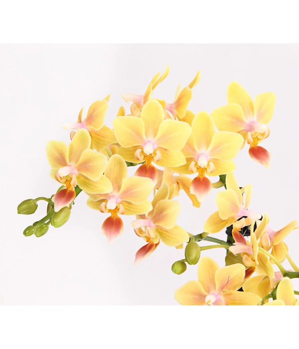 Duft-Orchidee - Phalaenopsis-Hybride 'Flacon Solaire' 5 Duft-Orchidee - Phalaenopsis-Hybride 'Flacon Solaire' – Bild 3